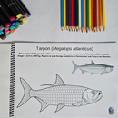 Dfish Goodies Peixes do Mar - Capa Dura