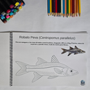 Dfish Goodies Peixes do Mar - Capa Dura